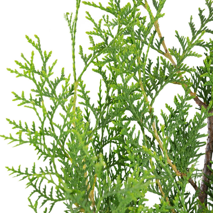 Thuja BRABANT, Lebensbaum Heckenpflanze, 160-170 cm, 12 Stück