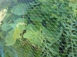 Bird Protection Net, Fruit Tree Net, Garden Net, 2mx10m, Green