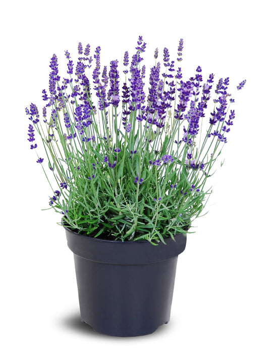 REAL LAWENDEL Purple- Lavandula angustifolia Pack of 12 pieces