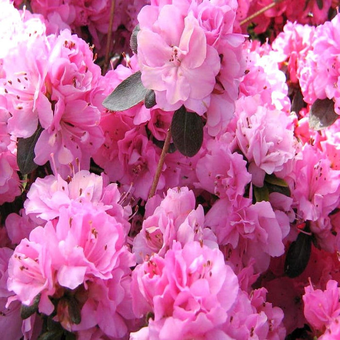 Azalée japonaise Kopia ROSINETTA - Rose des Alpes naine