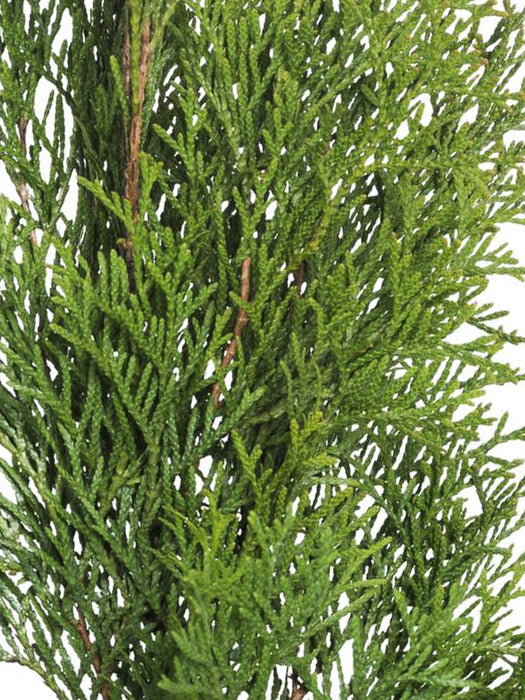 THUJA SMARAGD Lebensbaum Immergrün, Heckenpflanze, 50 CM