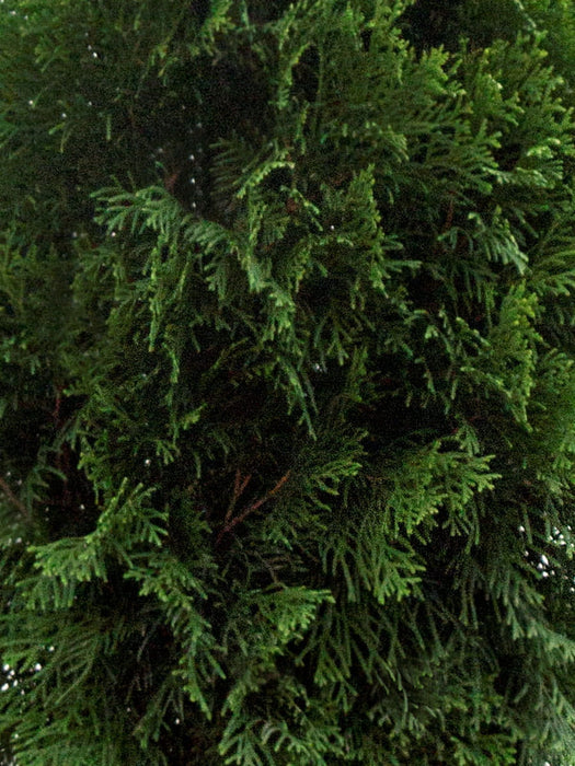 Thuja SMARAGD, tree of life hedge plant, 100-110 cm - 20 pcs.