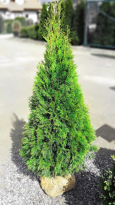 Thuja SMARAGD, Lebensbaum Heckenpflanze, 100-110 cm - 20 Stk.