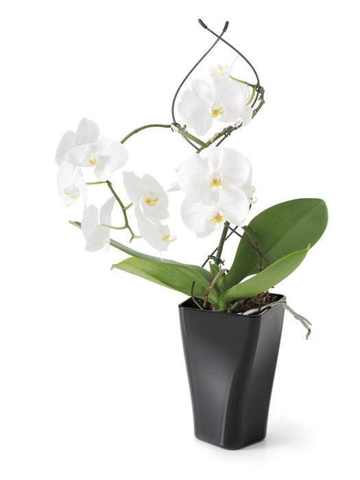 Pot d'orchidée, pot de fleurs, 12 x 20 cm, GardenPot, marron