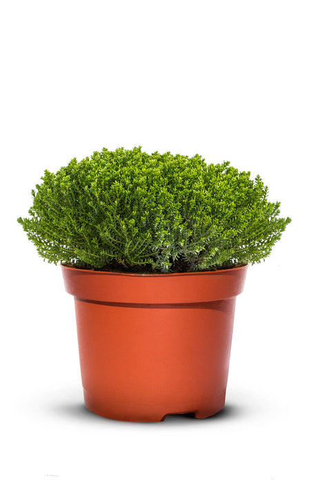 HEBE Green Globe, shrub veronica, hardy 0.5L - 10 pieces