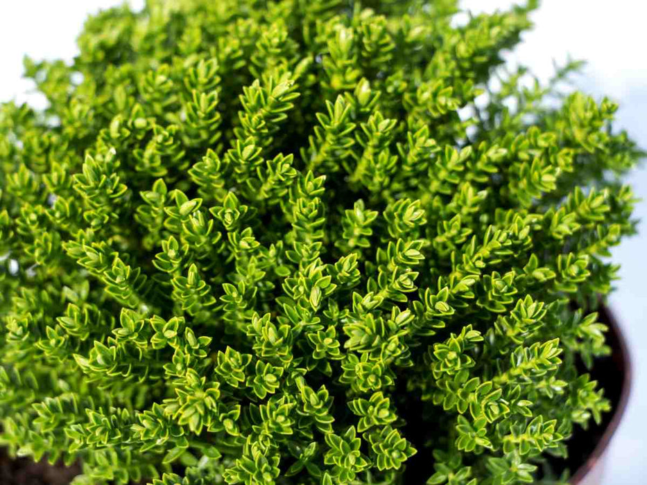 HEBE Green Globe, shrub veronica, hardy 0.5L - 10 pieces