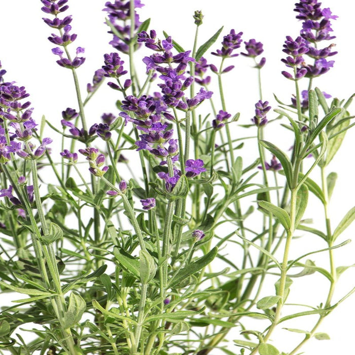 REAL LAVENDER Purple - Lavandula angustifolia Pack of 20 pieces