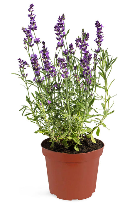 REAL LAWENDEL Purple- Lavandula angustifolia Pack of 12 pieces