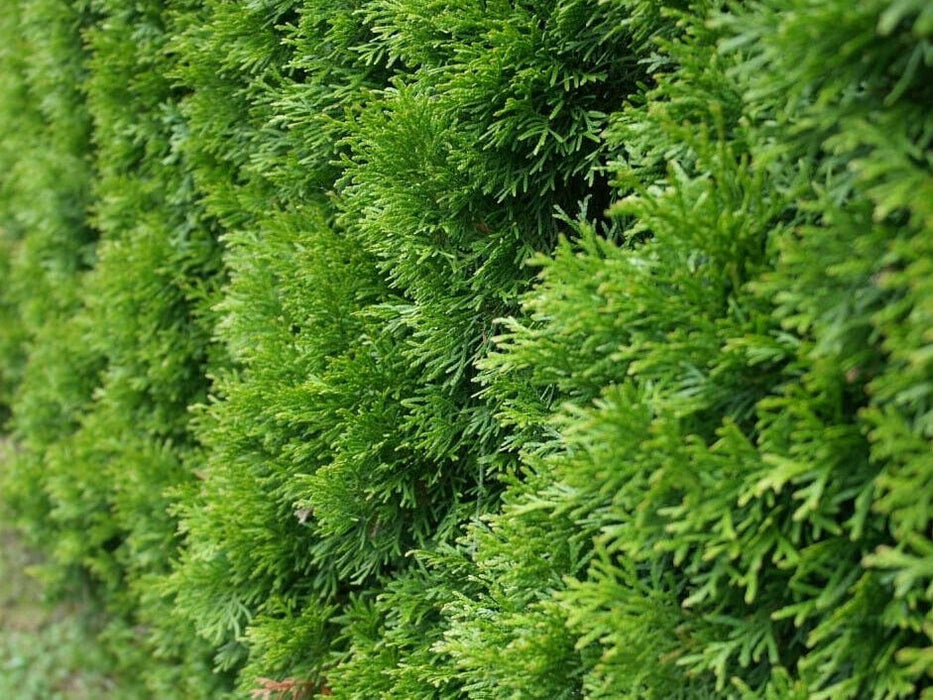 THUJA Smaragd Lebensbaum Immergrün im Topf, Setzlinge 20-25 cm, 1 Stück