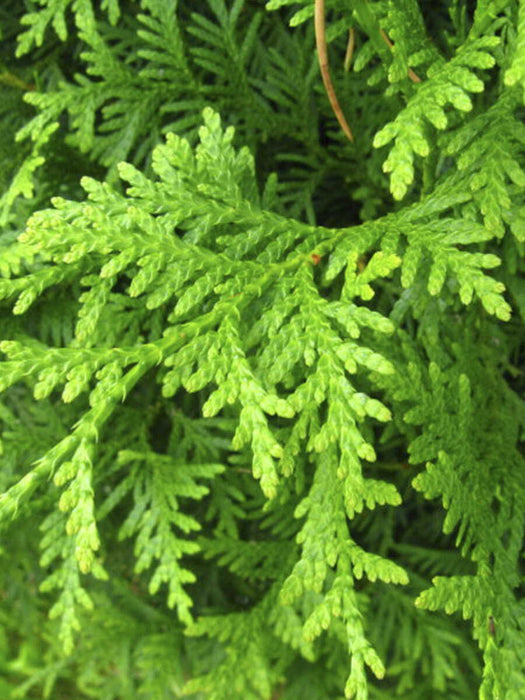 THUJA Smaragd Lebensbaum Immergrün im Topf, Setzlinge 20-25 cm, 50 Stück