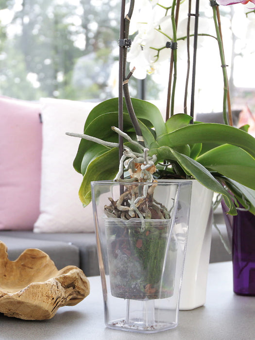 Pot d'orchidée, pot de fleurs, 12 x 20 cm, GardenPot, vert-transparent